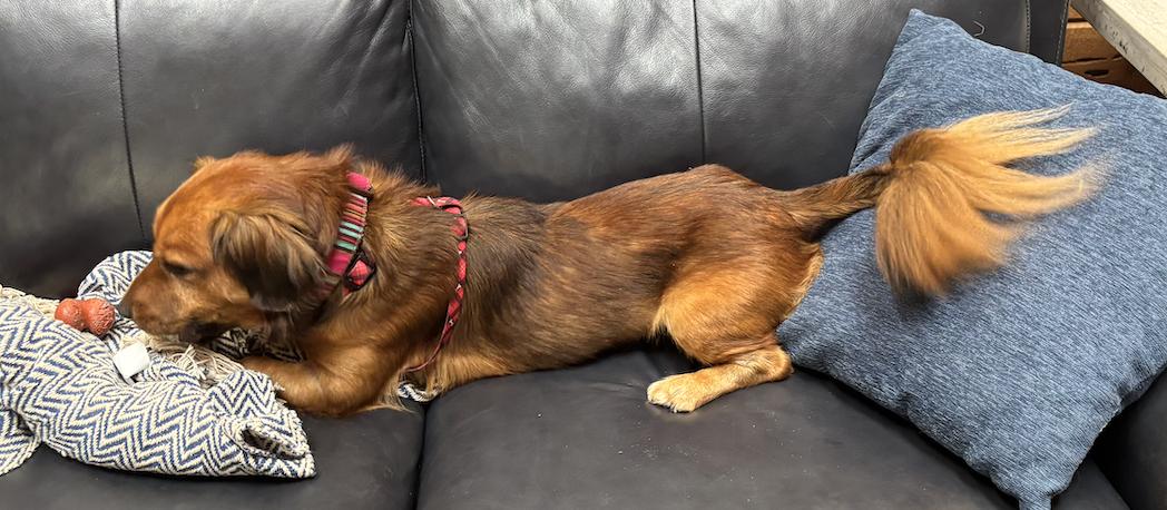 Jensen, Adoptable, Adult Male Dachshund.