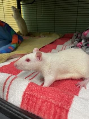 Bubba, Adoptable, Adult Male Rat.