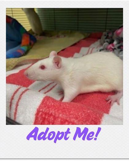 Bubba, Adoptable, Adult Male Rat.