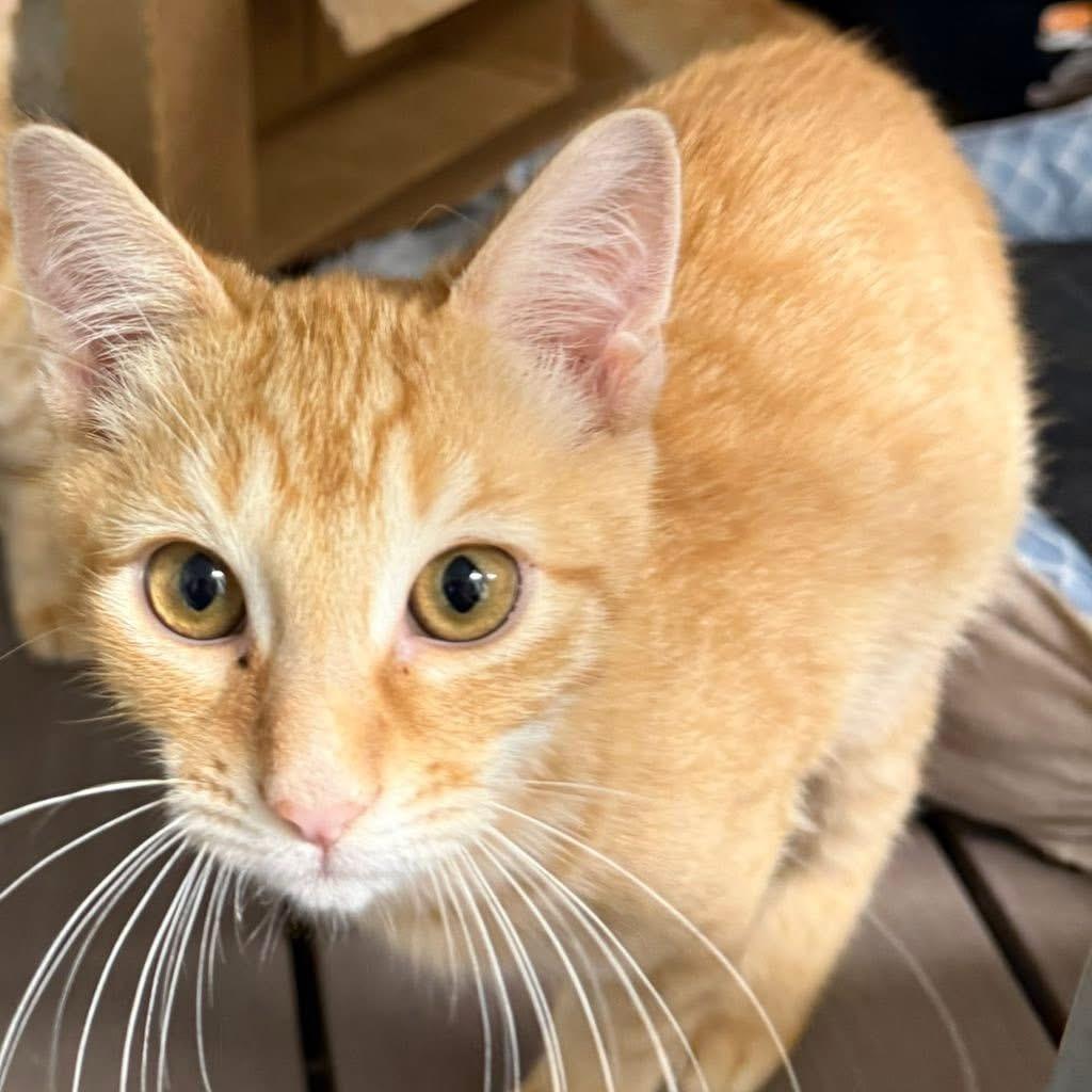 George, Adoptable, Young Male Domestic Short Hair.