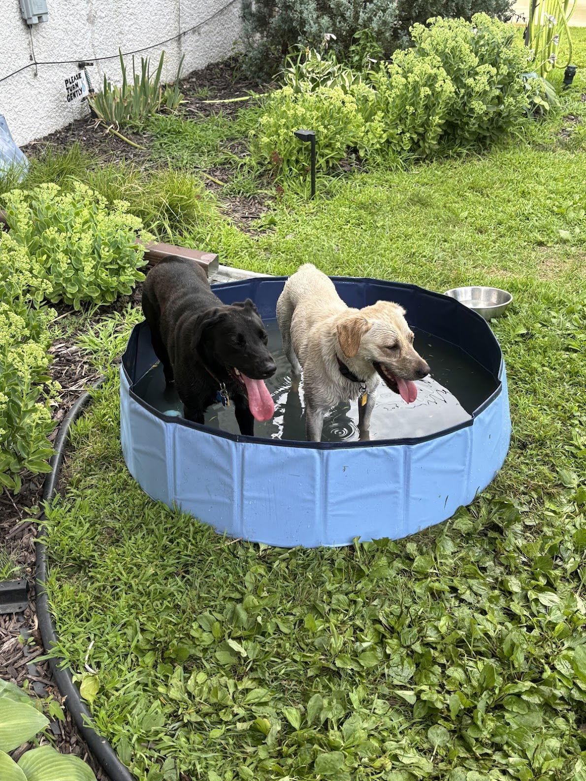 Wrinkle, Adoptable, Young Female Labrador Retriever & Beagle.