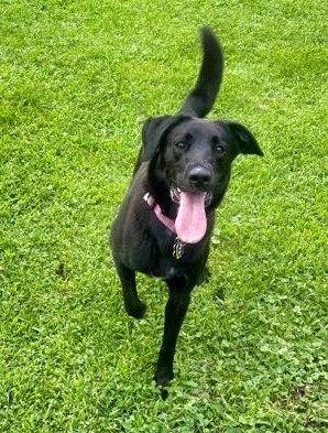 Wrinkle, a Adoptable mixed breed in Minneapolis, MN image 2/3