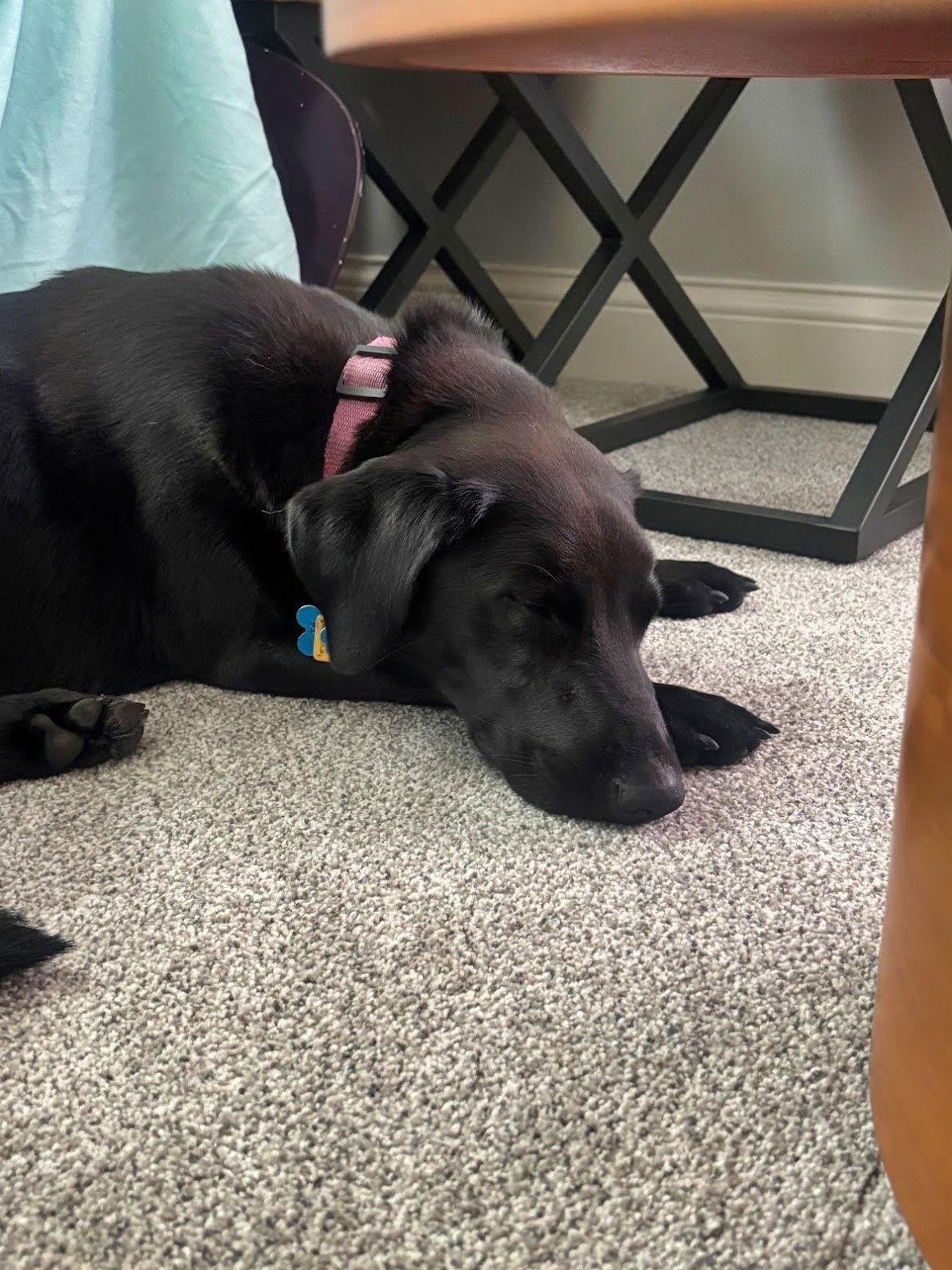 Wrinkle, a Adoptable mixed breed in Minneapolis, MN image 3/3