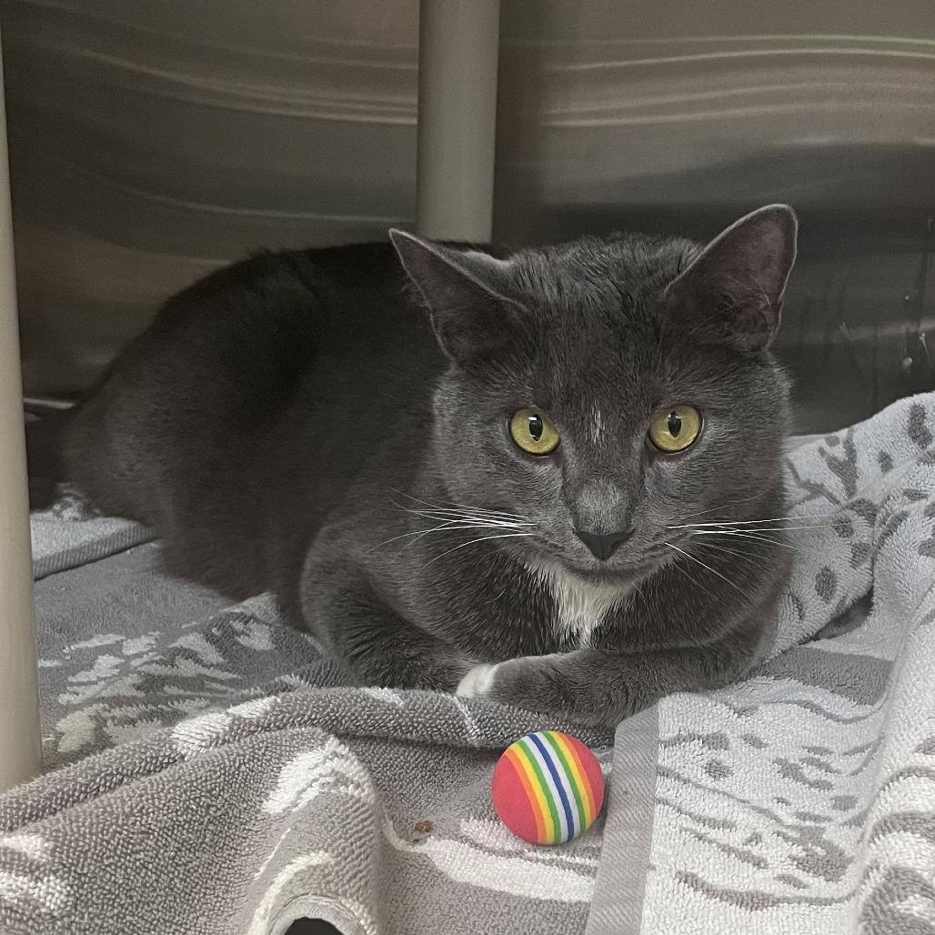 Enlarge Grayu, a Adoptable Domestic Short Hair in Philadelphia, PA image 1/6