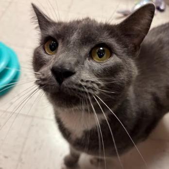 Enlarge Grayu, a Adoptable Domestic Short Hair in Philadelphia, PA image 2/6