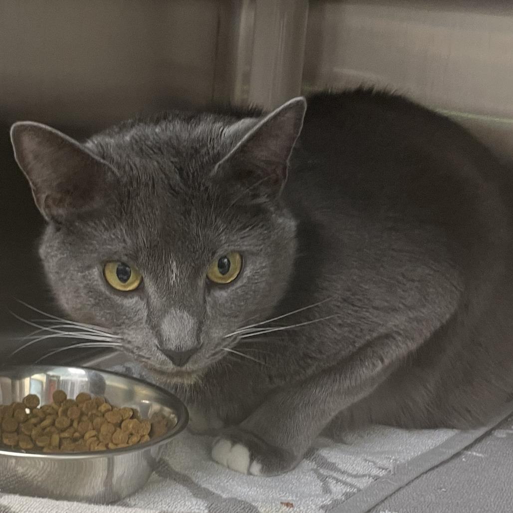 Enlarge Grayu, a Adoptable Domestic Short Hair in Philadelphia, PA image 3/6