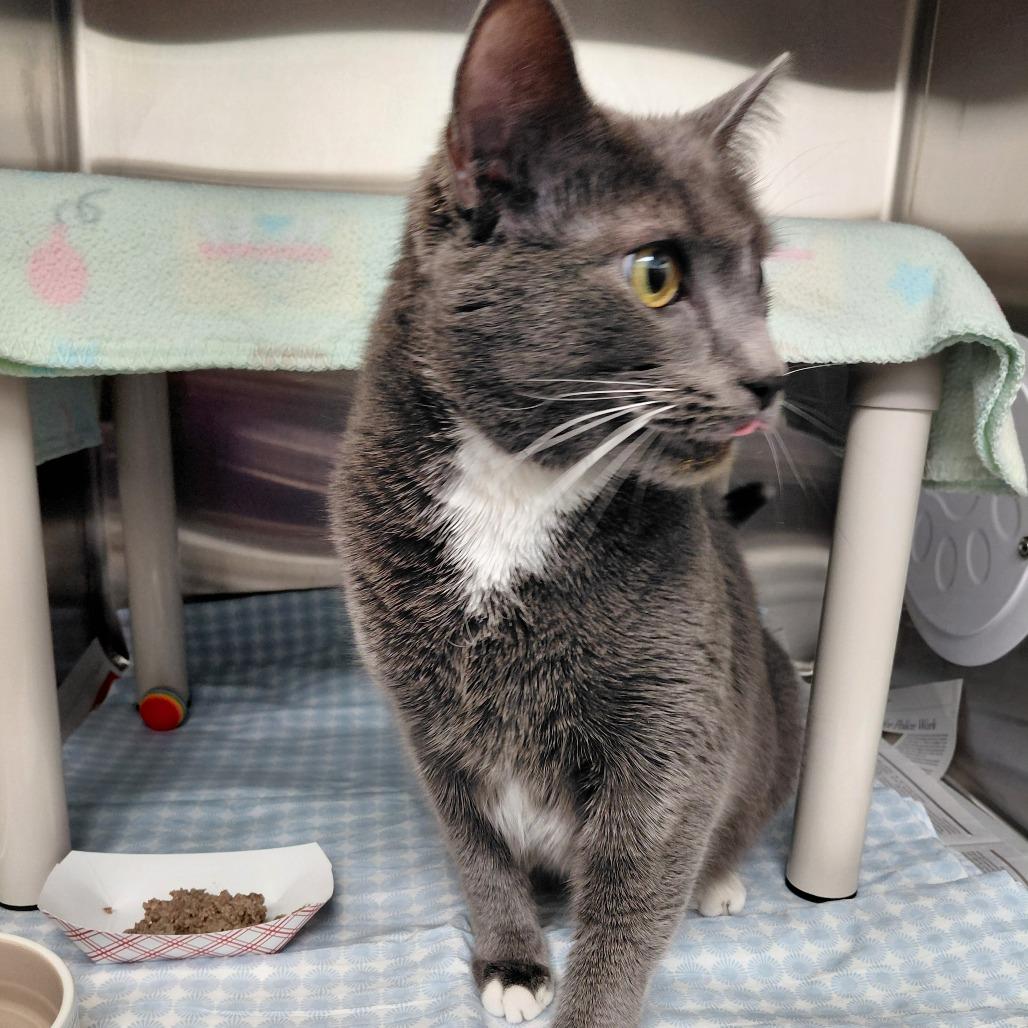 Enlarge Grayu, a Adoptable Domestic Short Hair in Philadelphia, PA image 4/6