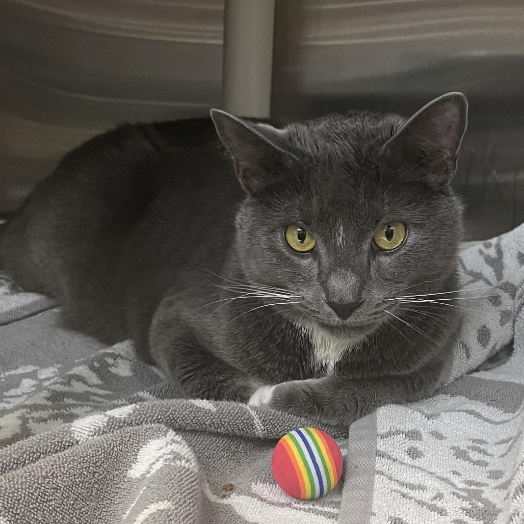 Enlarge Grayu, a Adoptable Domestic Short Hair in Philadelphia, PA image 5/6