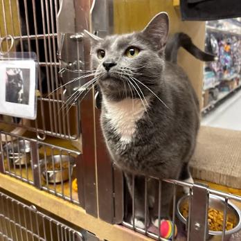 Enlarge Grayu, a Adoptable Domestic Short Hair in Philadelphia, PA image 6/6