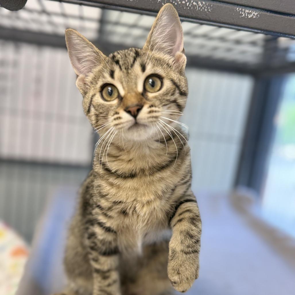 Enlarge Apple, a Adoptable Domestic Short Hair in Chesapeake, VA image 2/2