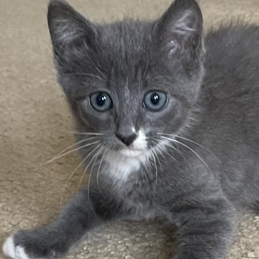 Enlarge Poppy, a Adoptable Domestic Short Hair in San Diego, CA image 1/1