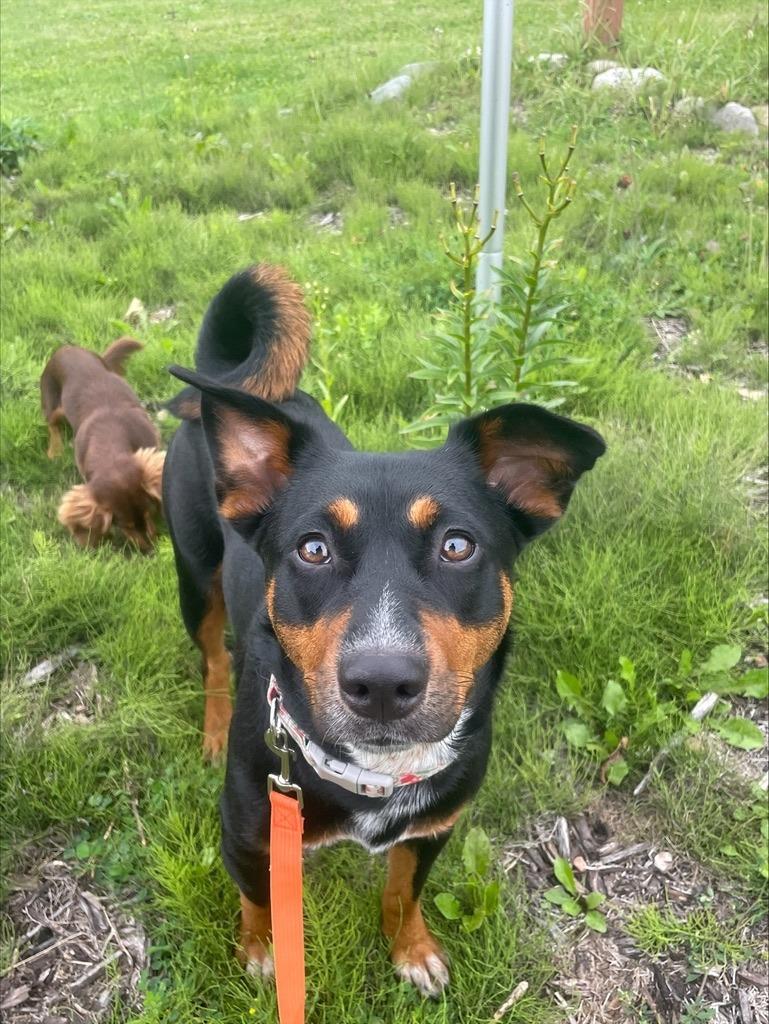 Charlie, Adoptable, Puppy Female Miniature Pinscher.