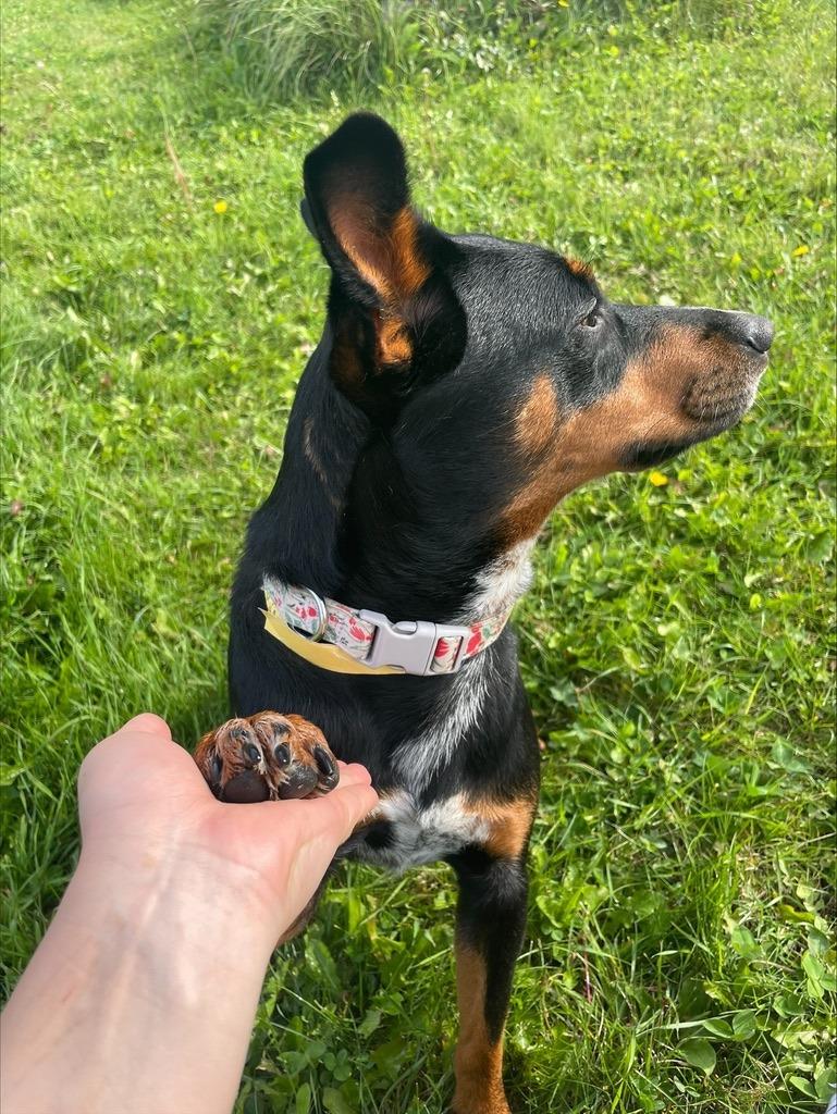 Enlarge Charlie, a Adoptable Miniature Pinscher in Grand Rapids, MN image 2/6