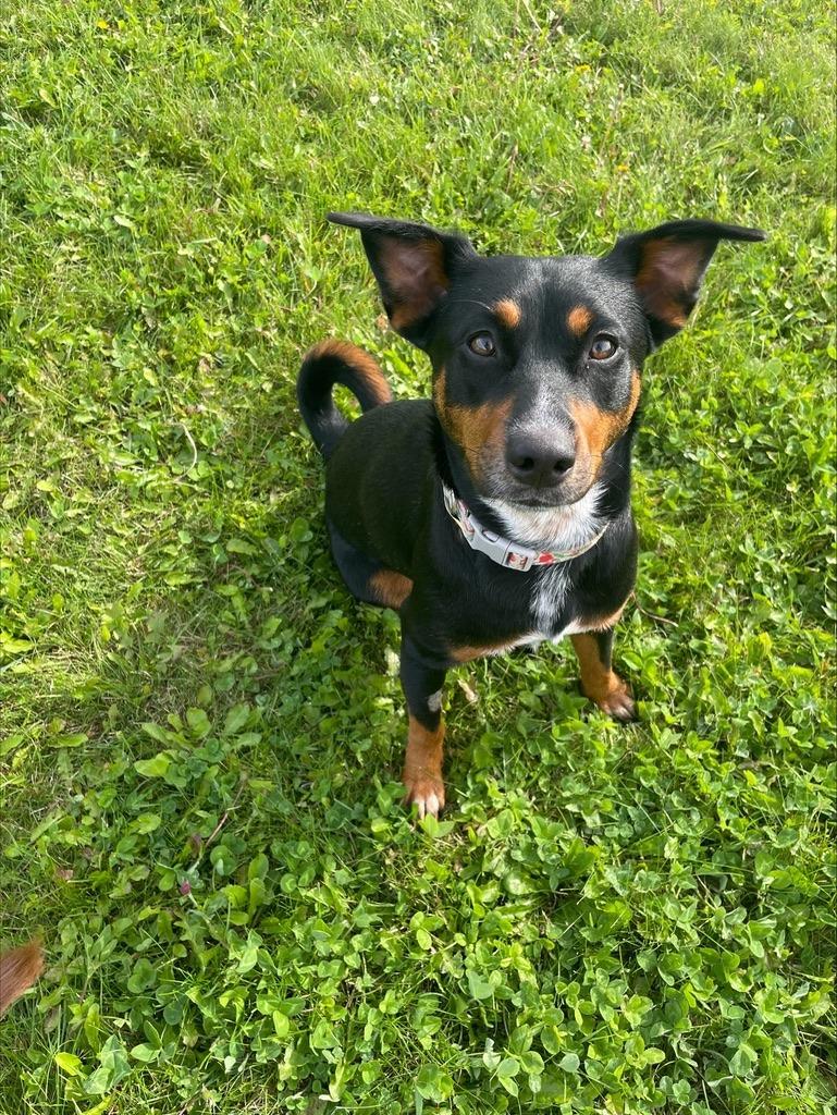 Enlarge Charlie, a Adoptable Miniature Pinscher in Grand Rapids, MN image 3/6