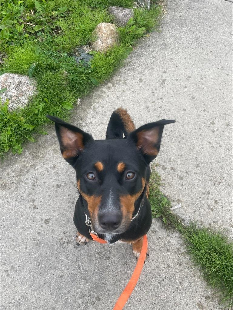 Enlarge Charlie, a Adoptable Miniature Pinscher in Grand Rapids, MN image 4/6