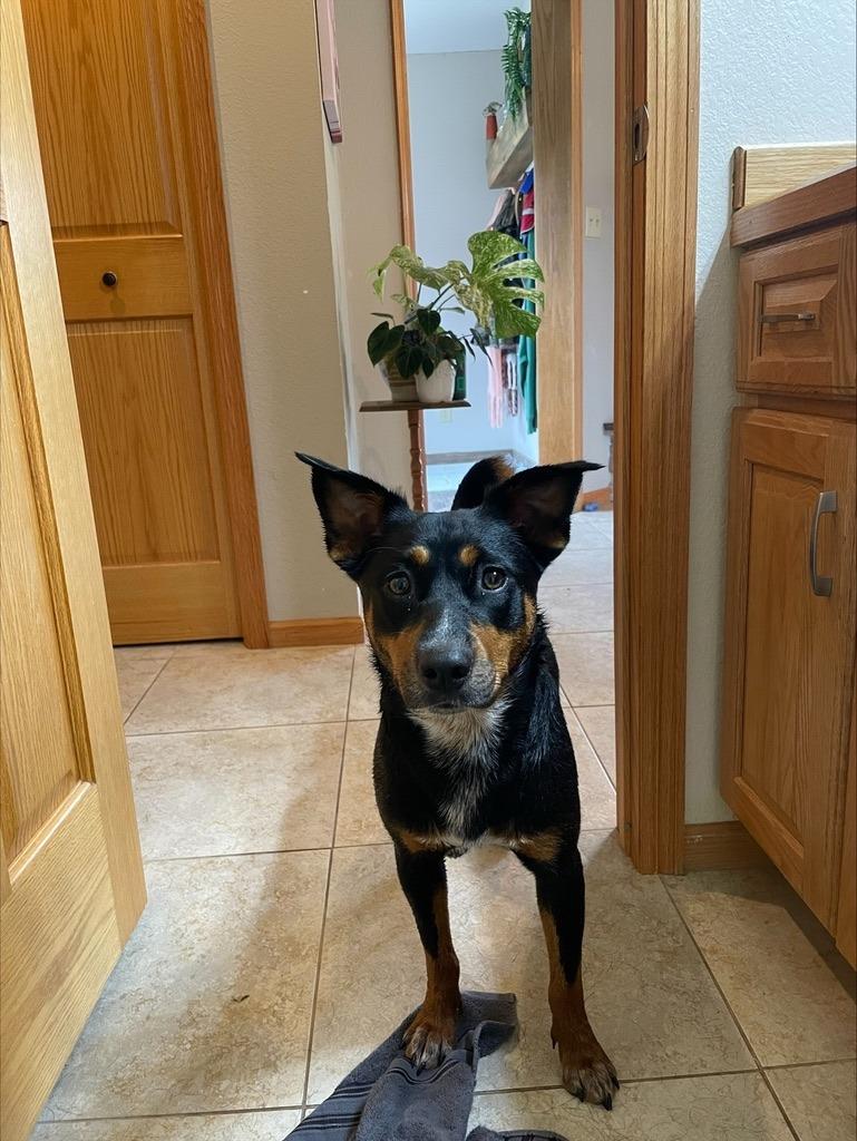 Enlarge Charlie, a Adoptable Miniature Pinscher in Grand Rapids, MN image 5/6
