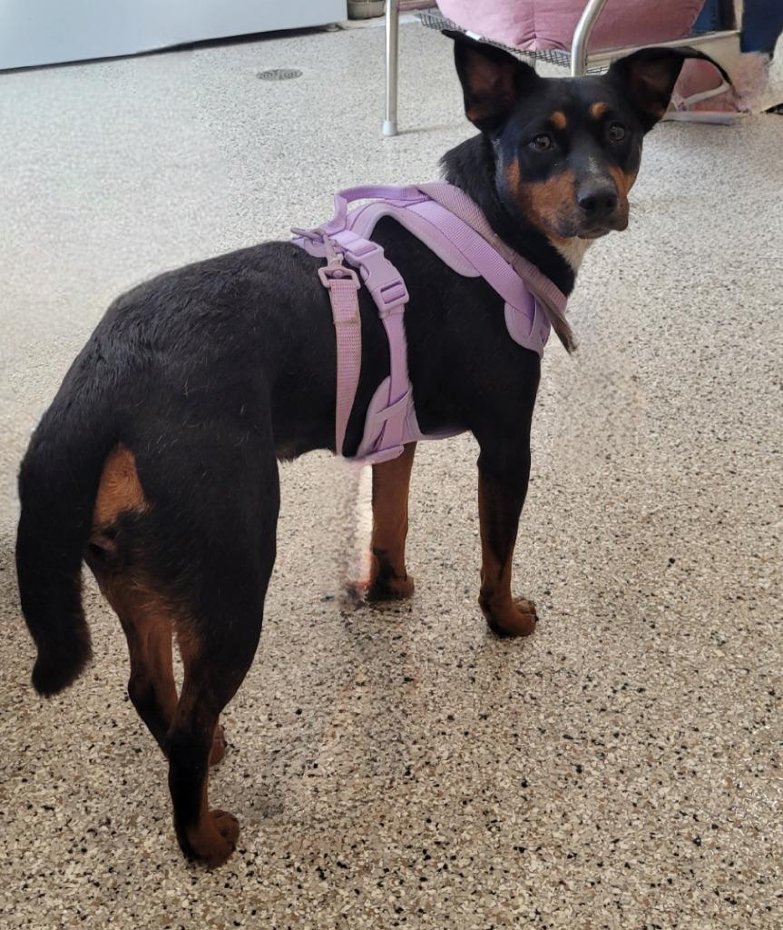 Enlarge Charlie, a Adoptable Miniature Pinscher in Grand Rapids, MN image 1/1