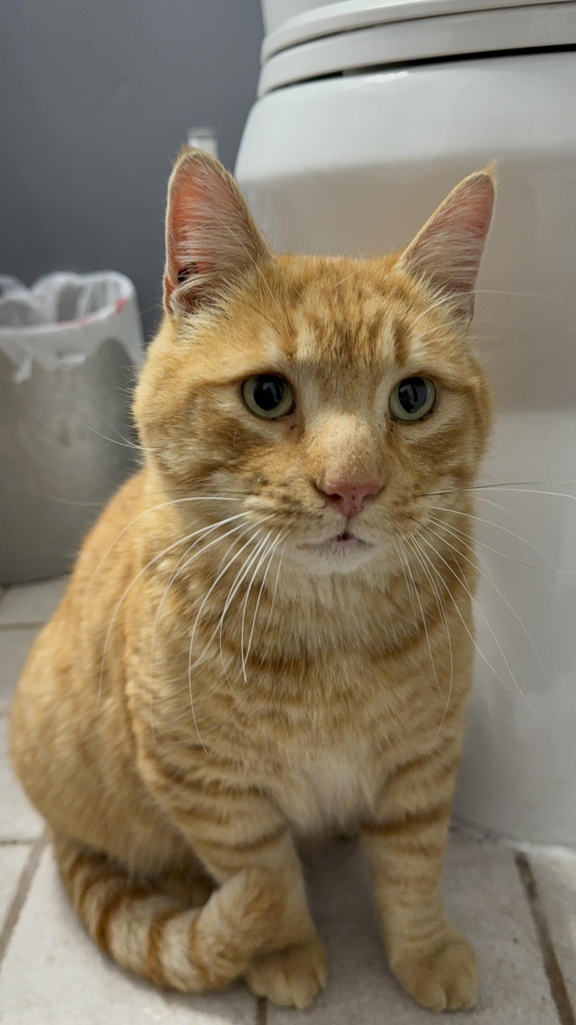 Dave, Adoptable, Adult Male Domestic Short Hair.