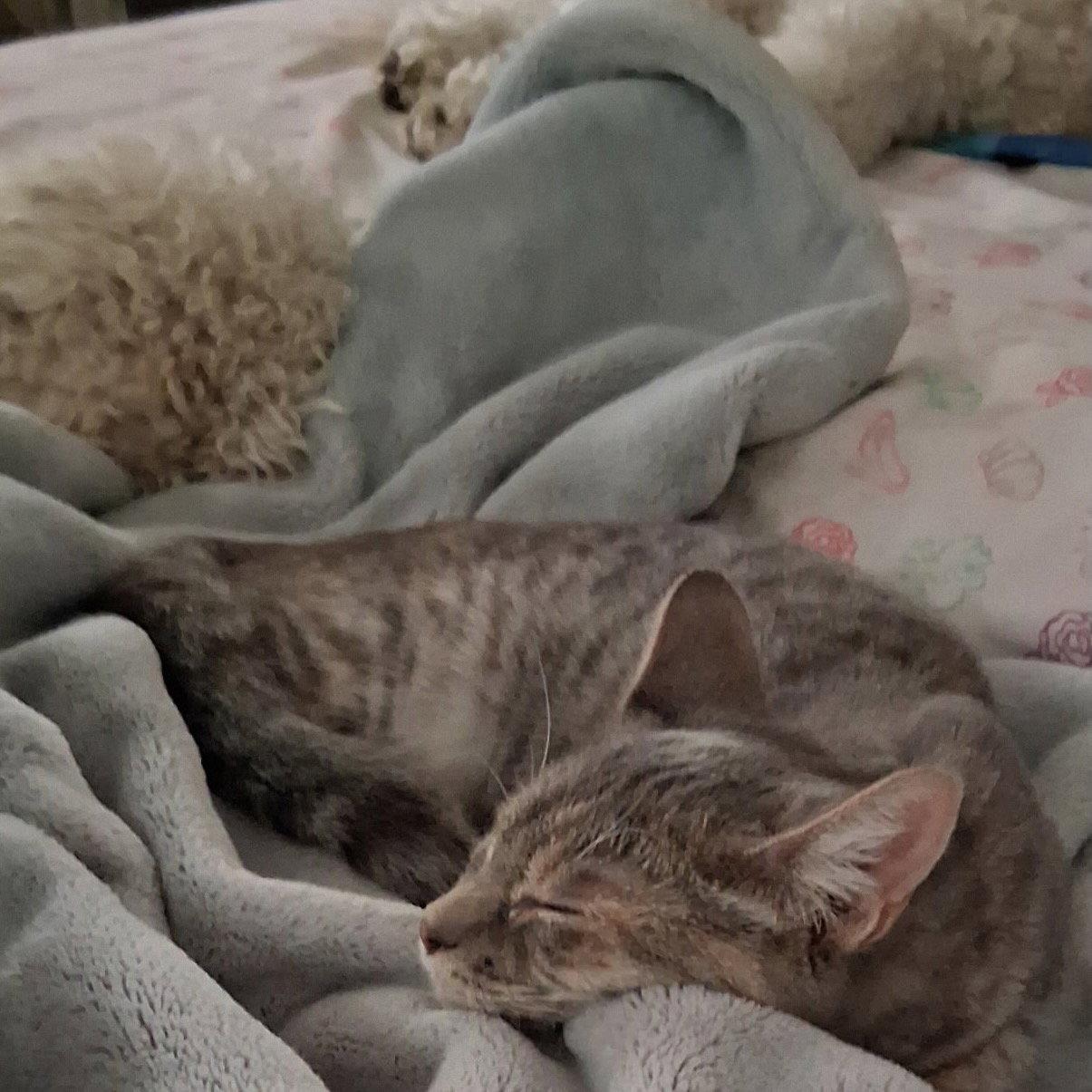 Willow (& Poppy), Adoptable, Young Female Domestic Short Hair.