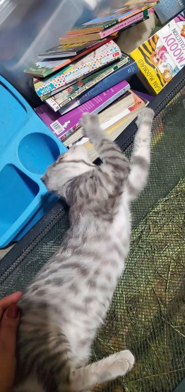 Willow (& Mr Hanks), Adoptable, Young Female Domestic Short Hair.