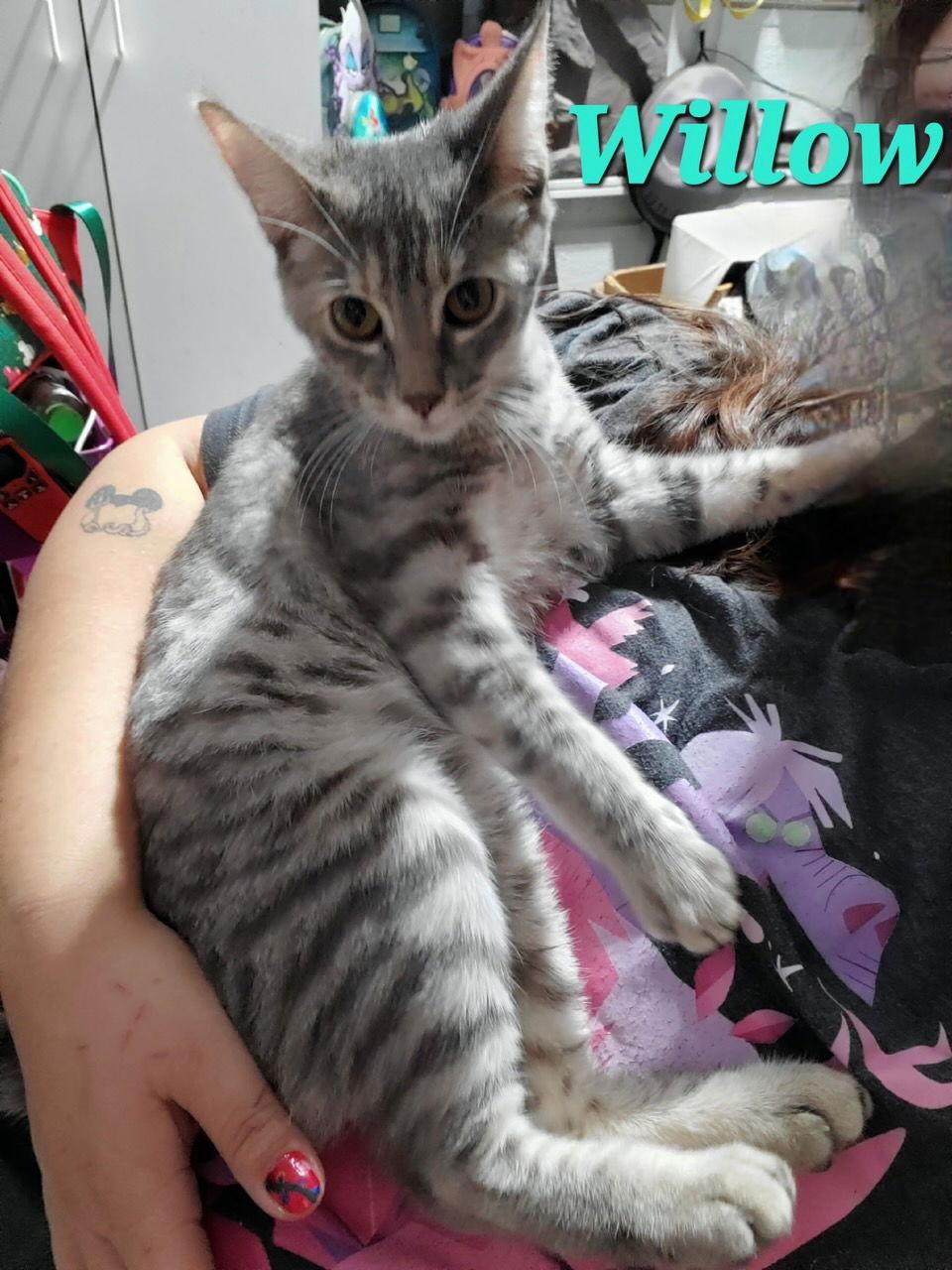 Enlarge Willow (& Mr Hanks), a Adoptable Domestic Short Hair in Castro Valley, CA image 2/3