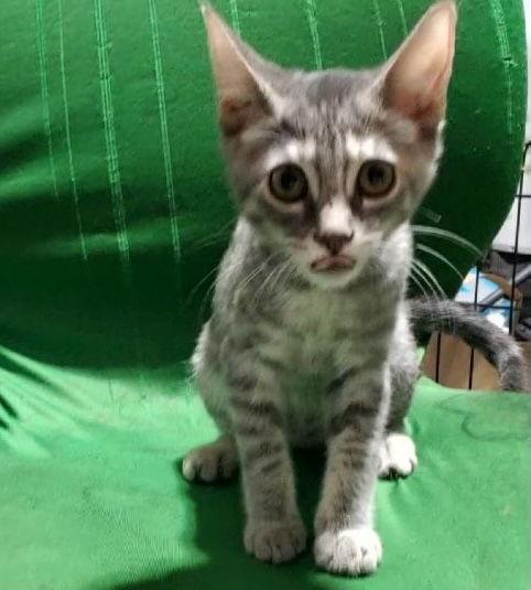 Enlarge Willow (& Mr Hanks), a Adoptable Domestic Short Hair in Castro Valley, CA image 3/3