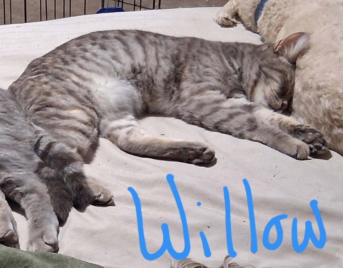 Enlarge Willow (& Poppy), a Adoptable Domestic Short Hair in Castro Valley, CA image 3/3