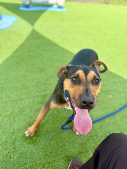 Enlarge Honor - 2, a Adoptable mixed breed in Daytona Beach, FL image 1/1