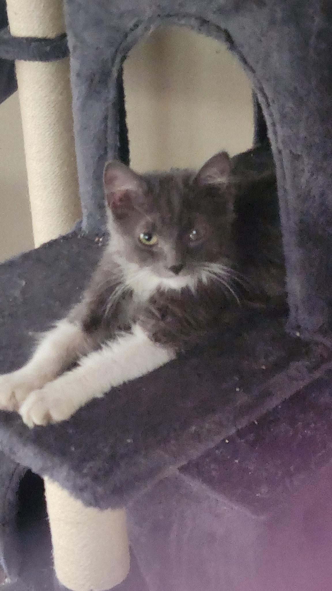 Stormy, adopted, Kitten Female Domestic Long Hair.