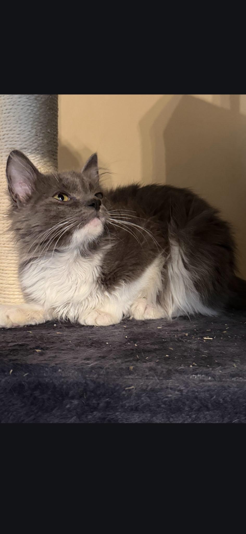 Stormy, an adopted Domestic Long Hair in Kirklin, IN image 2/5