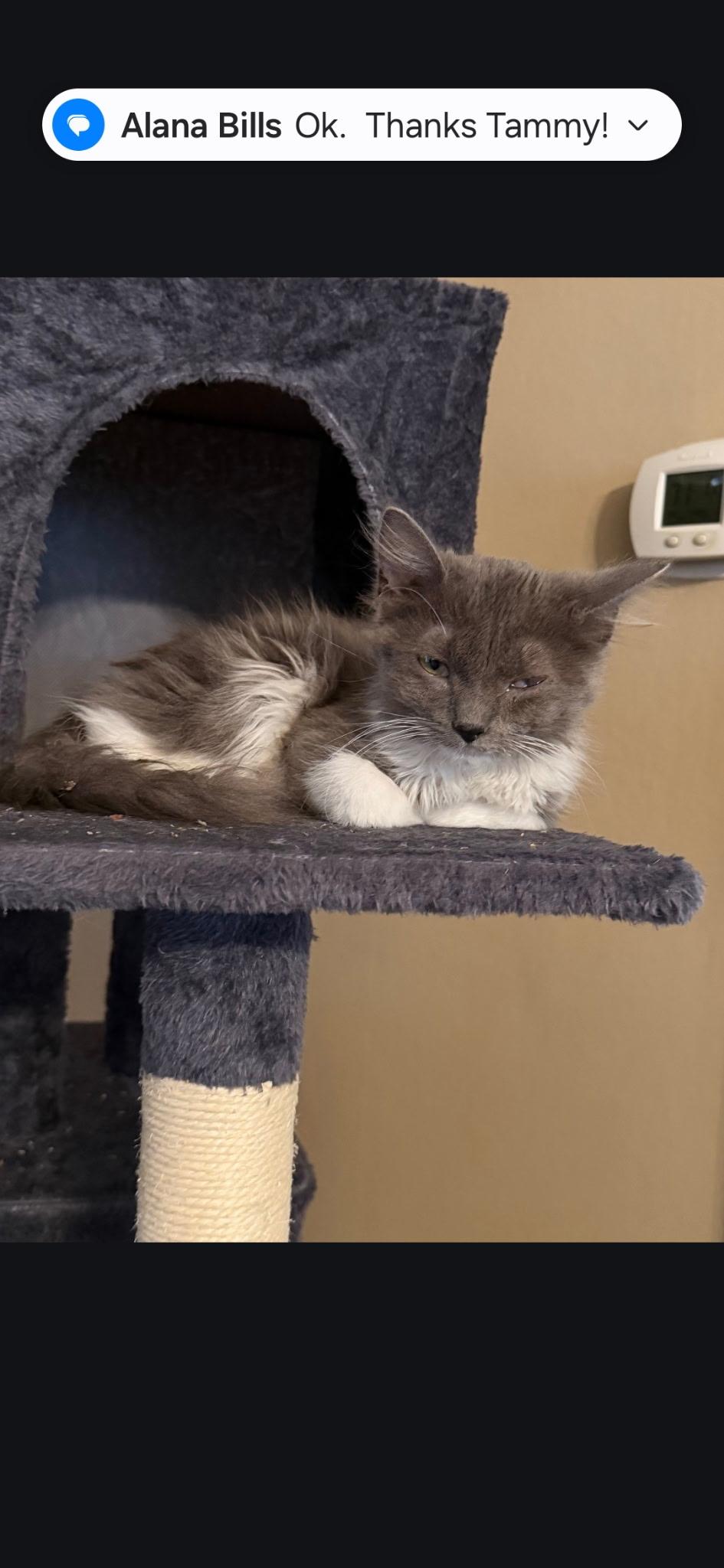 Stormy, an adopted Domestic Long Hair in Kirklin, IN image 5/5