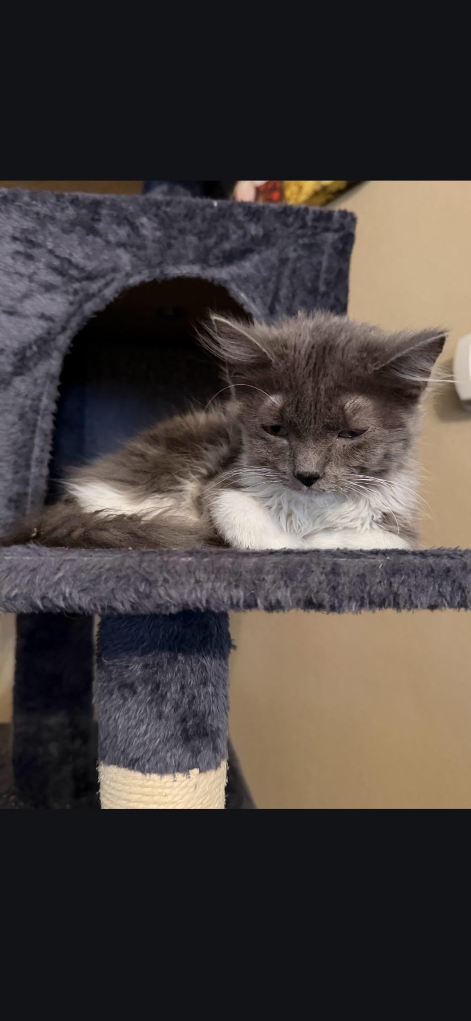 Stormy, an adopted Domestic Long Hair in Kirklin, IN image 4/5
