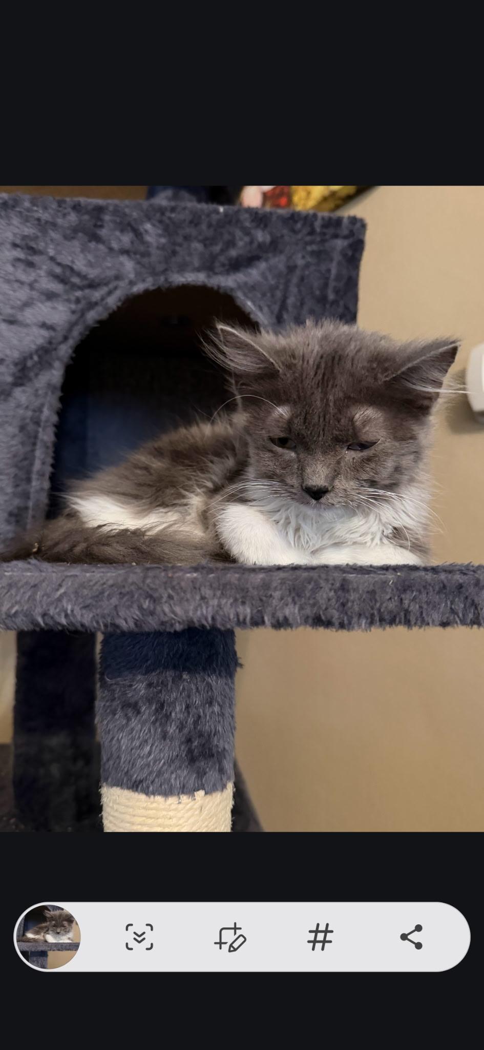 Stormy, an adopted Domestic Long Hair in Kirklin, IN image 3/5