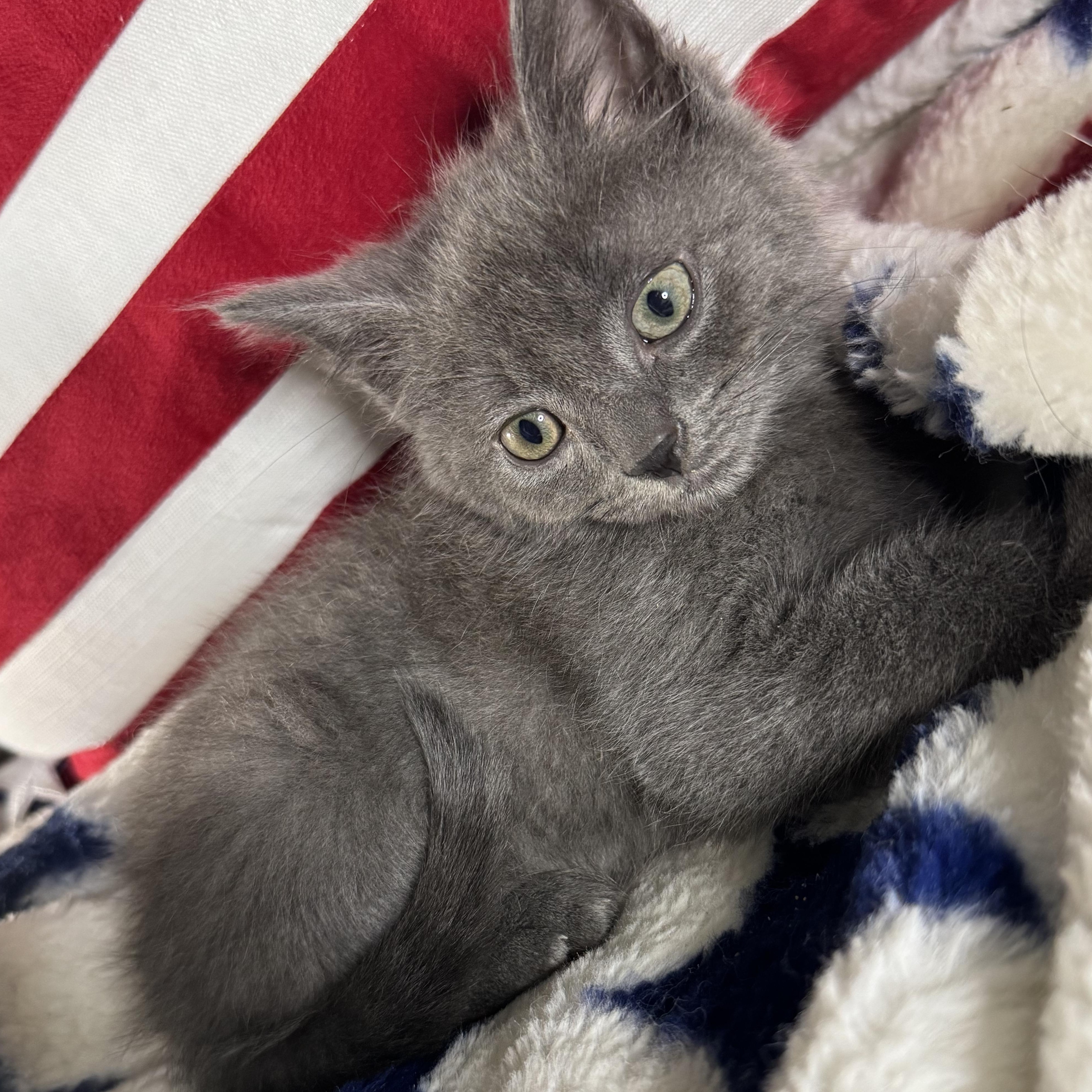 Cole, a ADOPTABLE Domestic Short Hair in Bordentown, NJ image 2/2