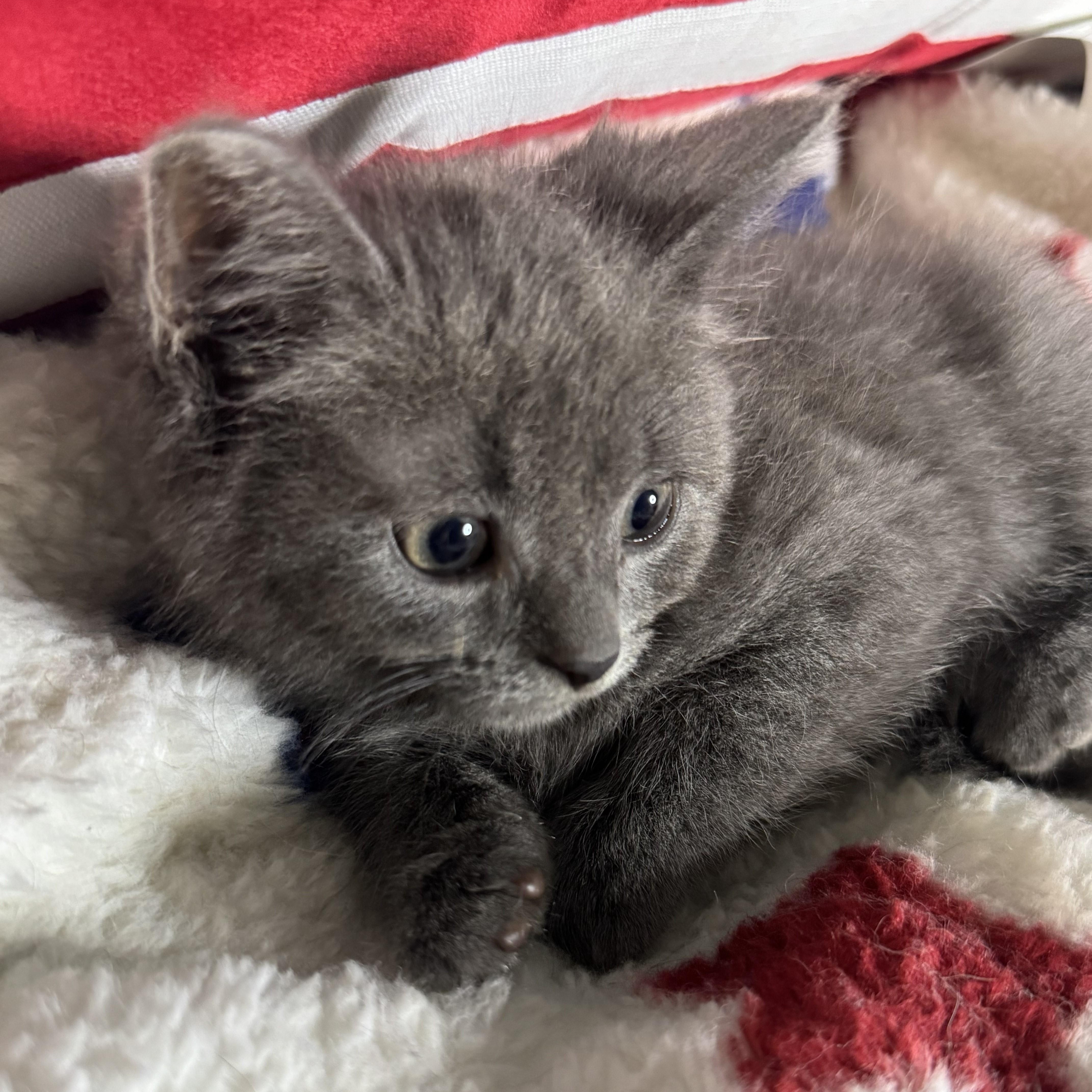 Cole, a ADOPTABLE Domestic Short Hair in Bordentown, NJ image 1/2