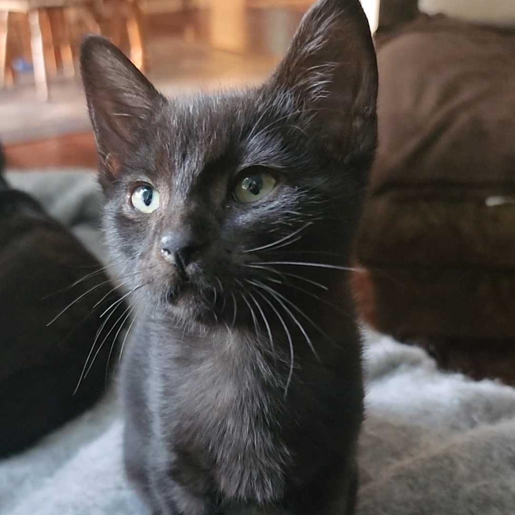 Symphony, Adoptable, Kitten Female Domestic Short Hair.
