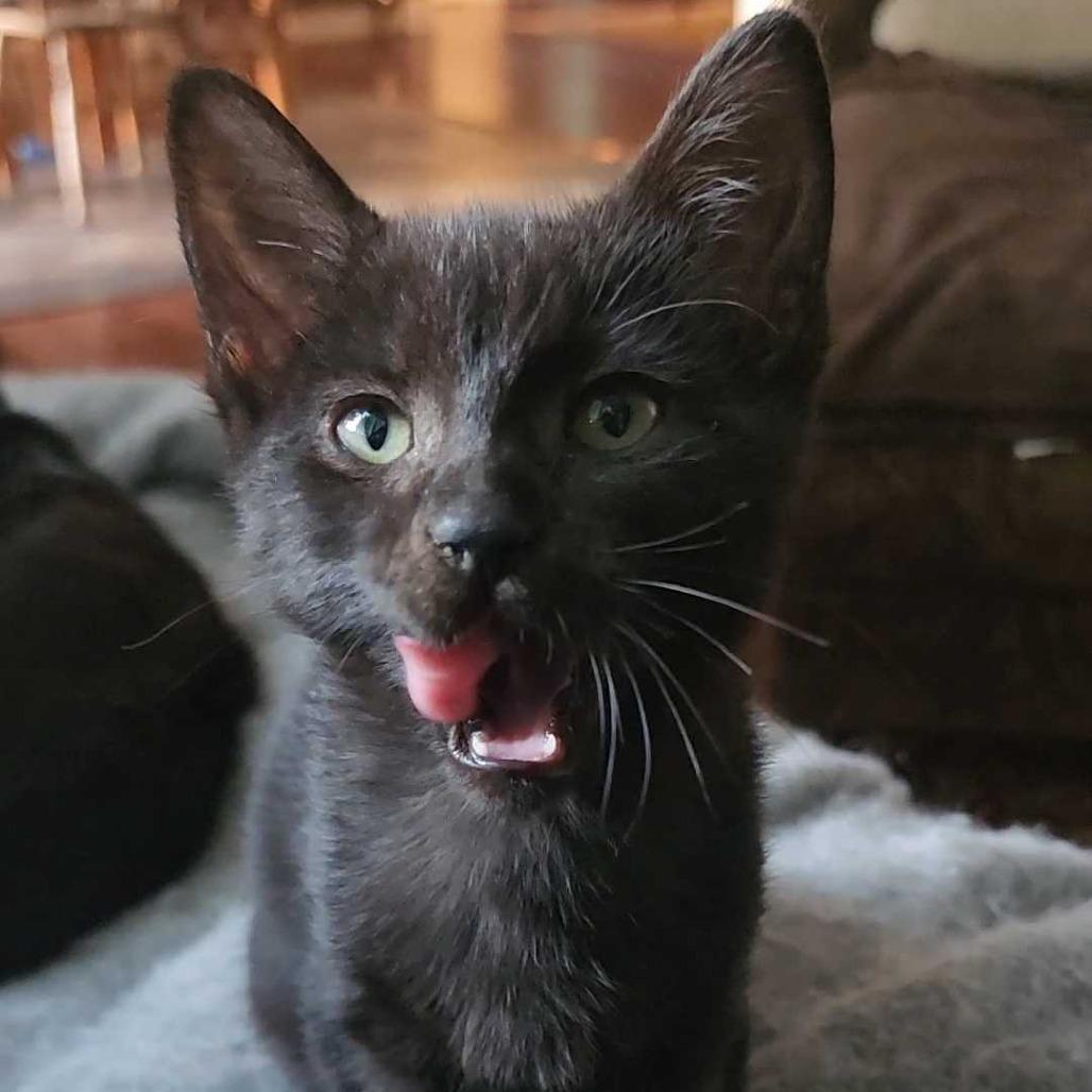 Enlarge Symphony, a Adoptable Domestic Short Hair in Abbotsford, BC image 2/3