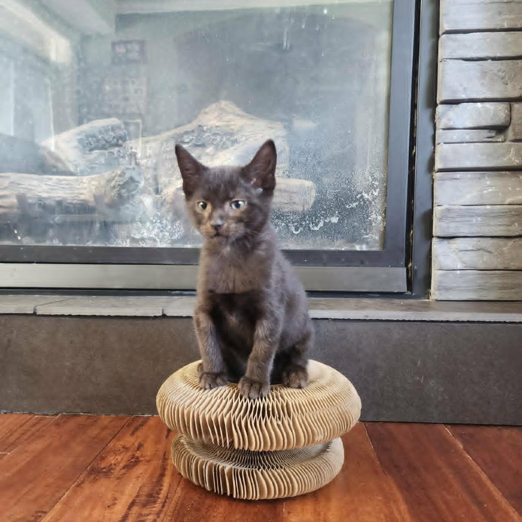 Enlarge Symphony, a Adoptable Domestic Short Hair in Abbotsford, BC image 3/3