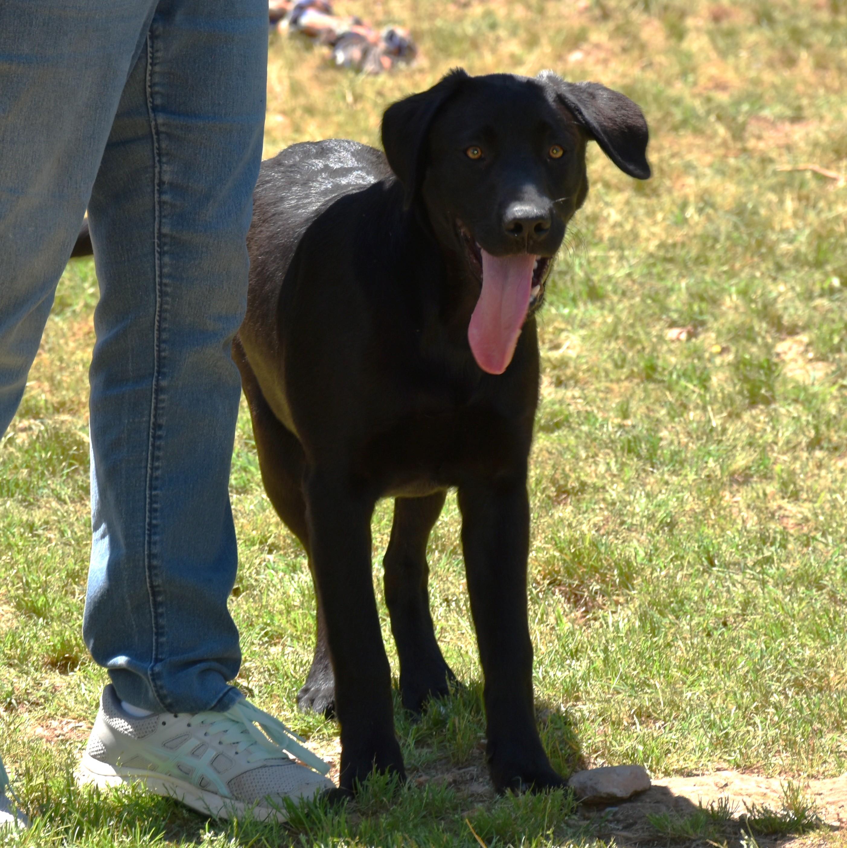 Ace, a ADOPTABLE mixed breed in Wedowee, AL image 4/6