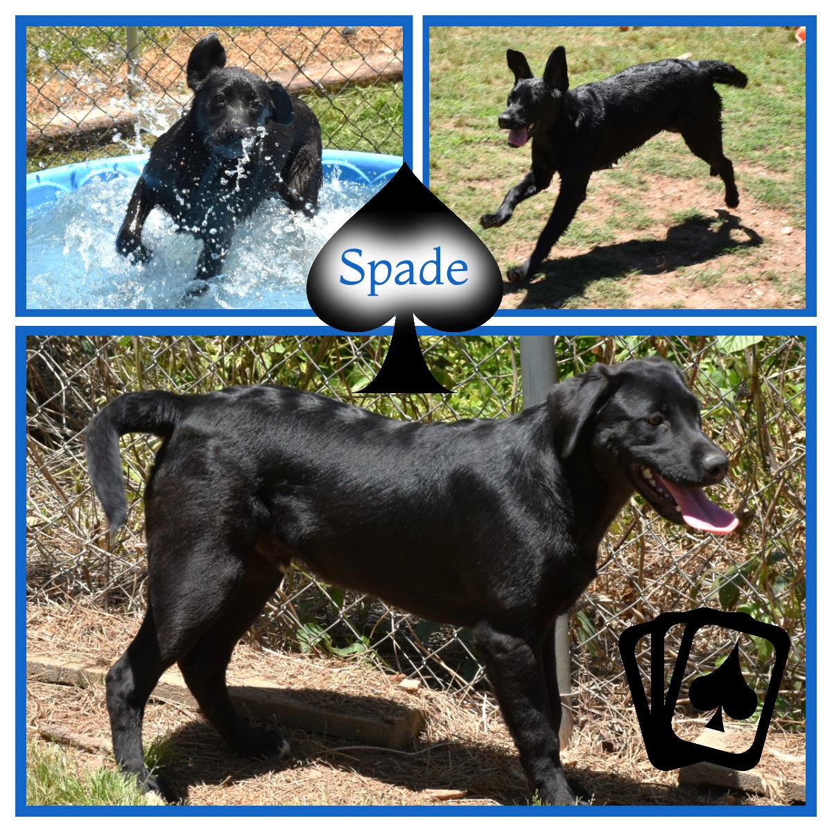 Ace, a ADOPTABLE mixed breed in Wedowee, AL image 1/6