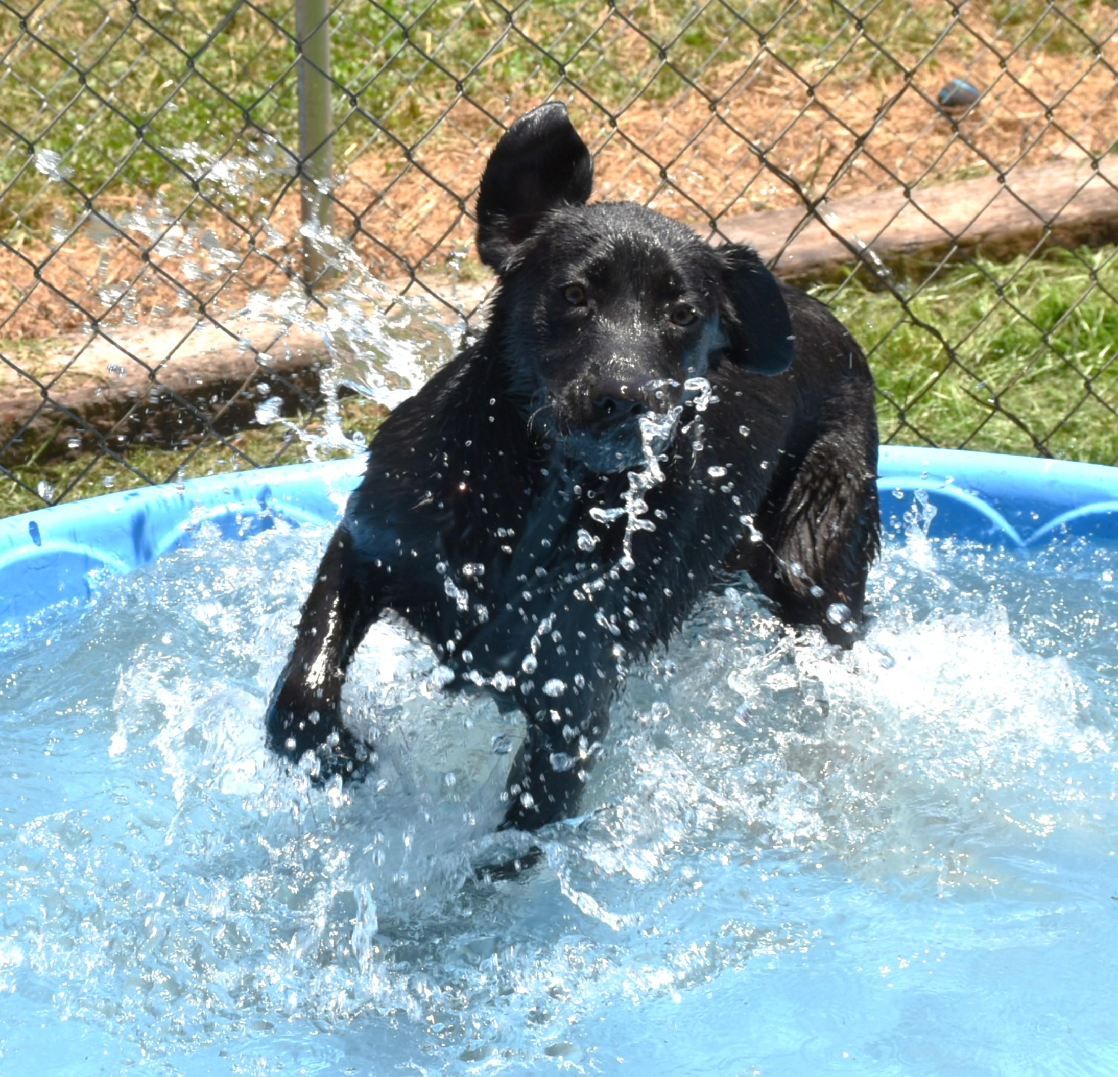 Ace, a ADOPTABLE mixed breed in Wedowee, AL image 3/6