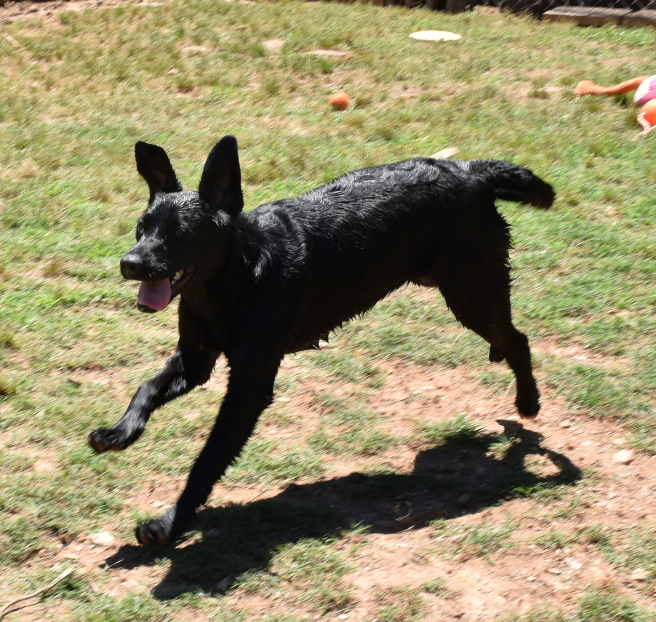 Ace, a ADOPTABLE mixed breed in Wedowee, AL image 6/6