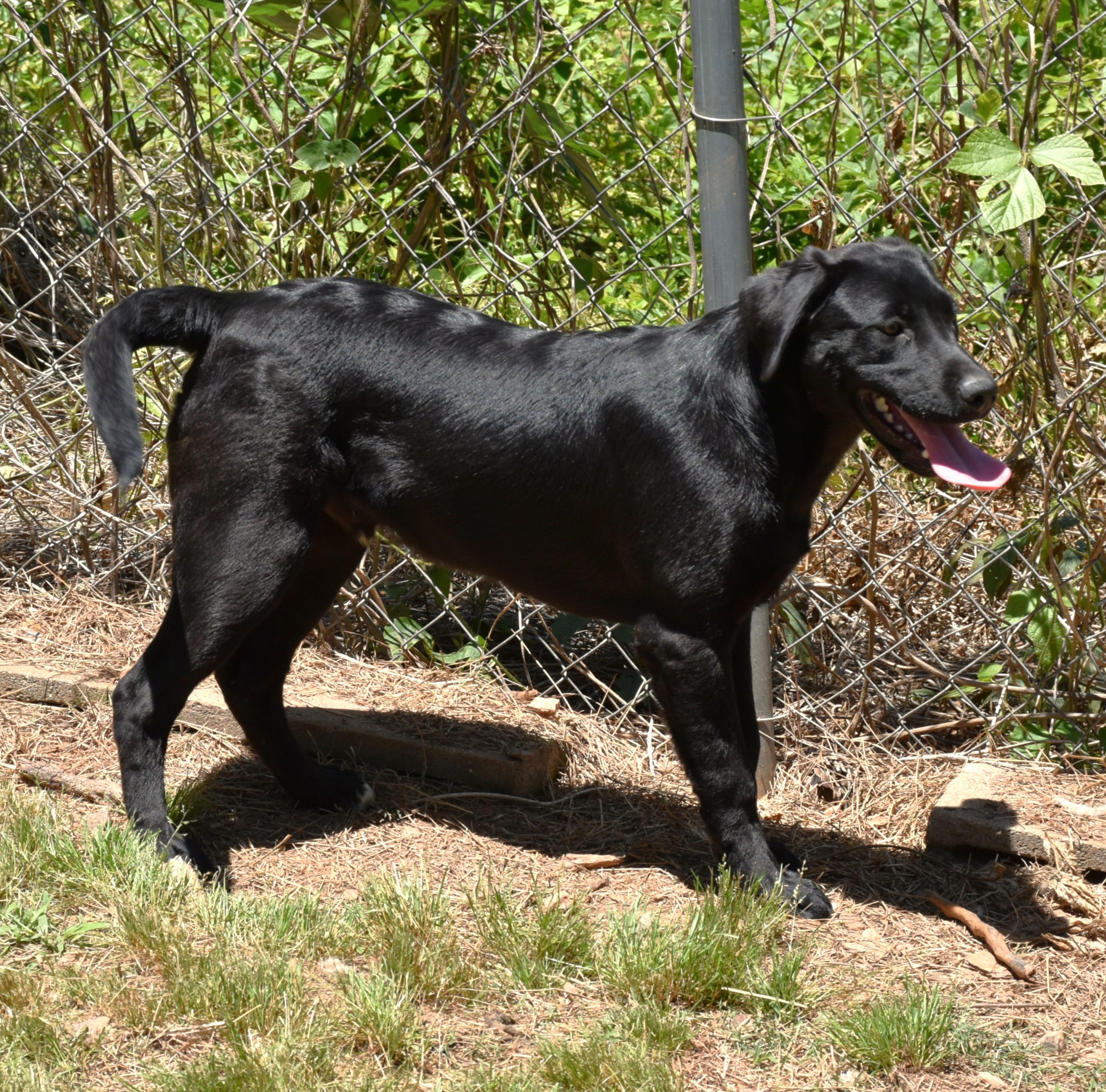Ace, a ADOPTABLE mixed breed in Wedowee, AL image 5/6