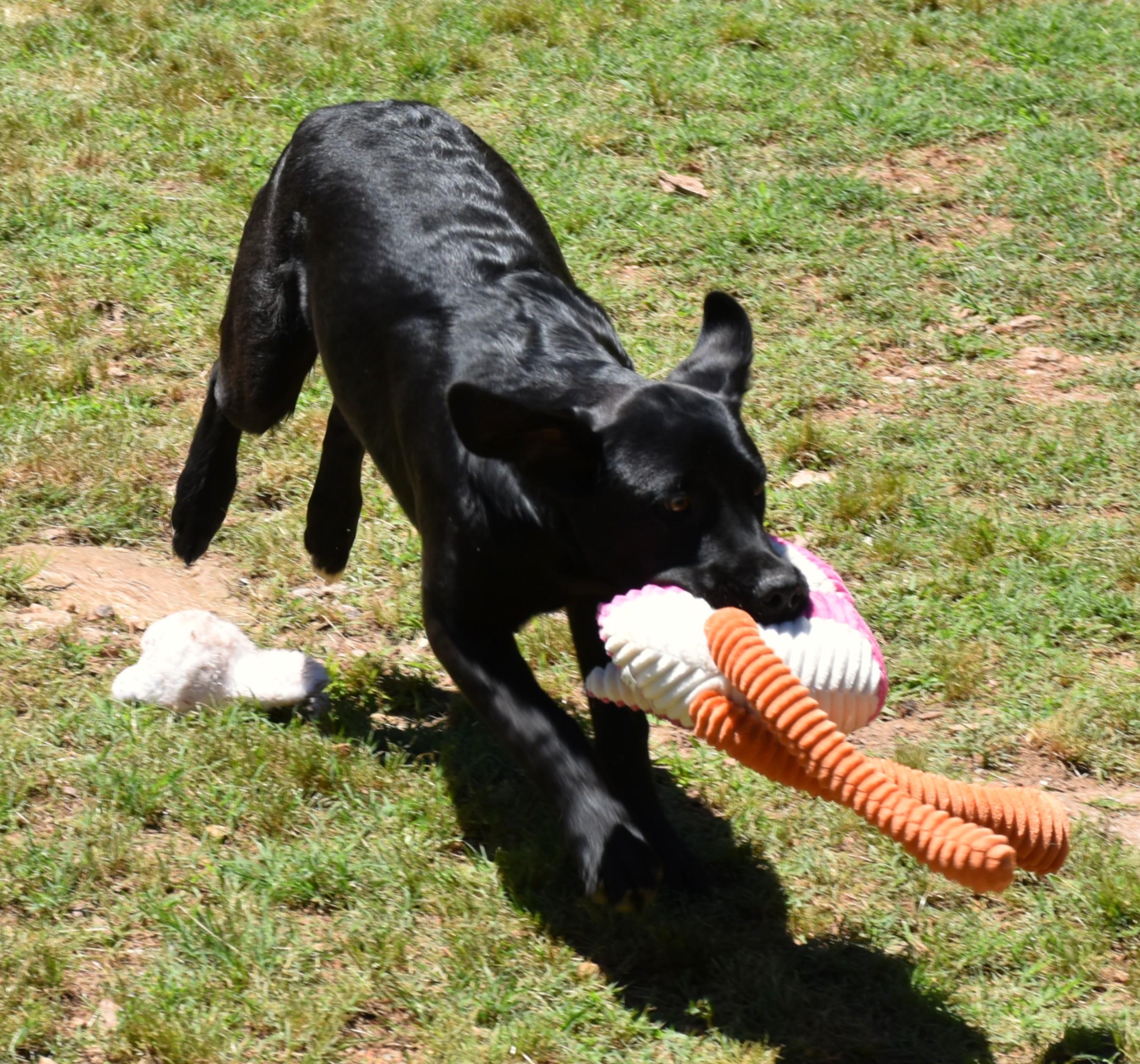 Ace, a ADOPTABLE mixed breed in Wedowee, AL image 2/6