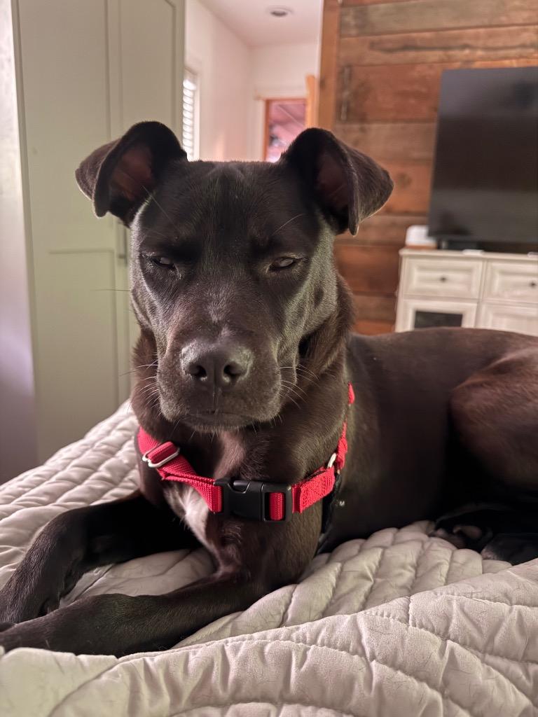 Kehlani, a Adoptable mixed breed in Burnsville, NC image 5/6