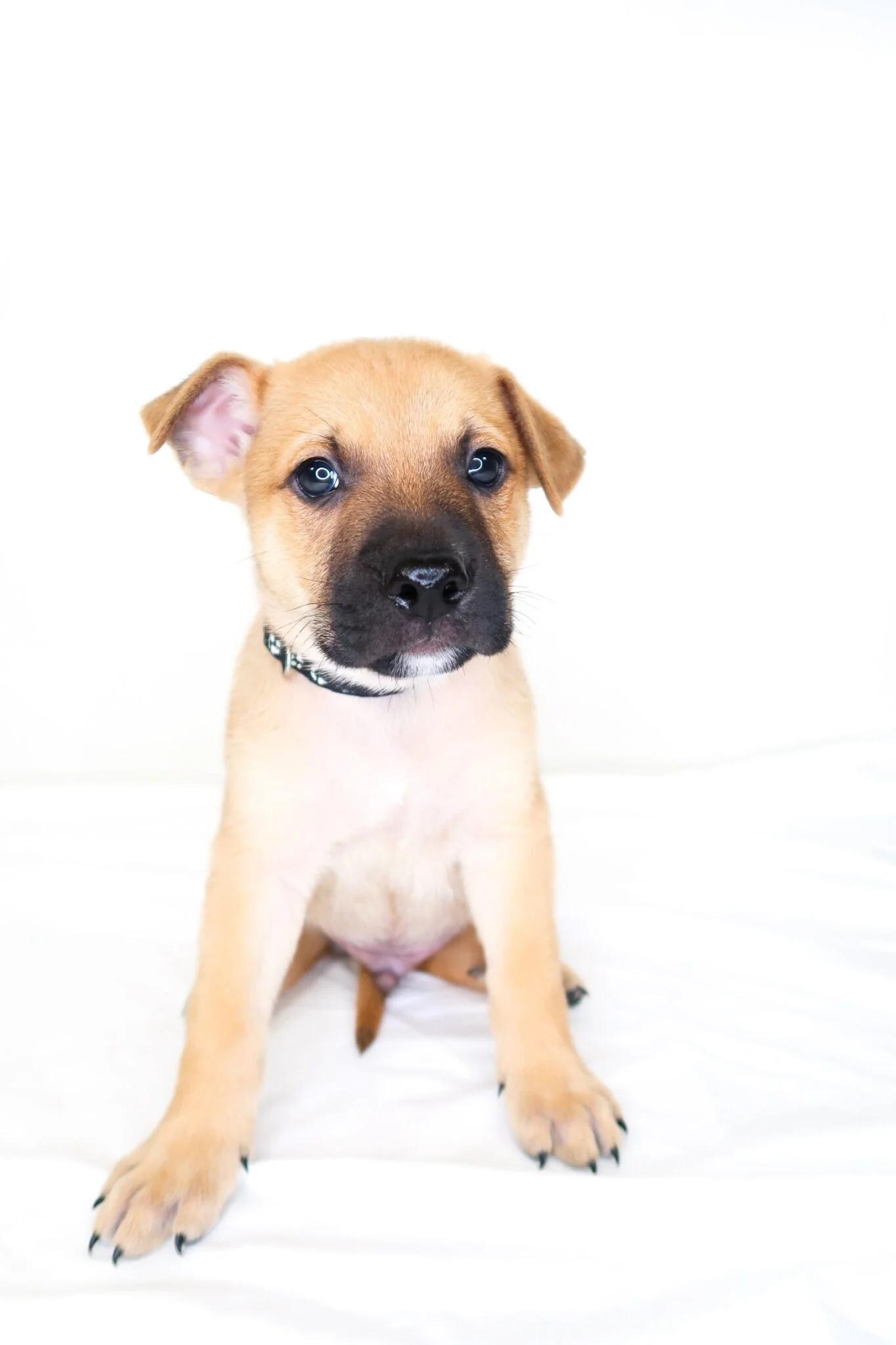 Clayton, Adopted, Puppy Male Shepherd.