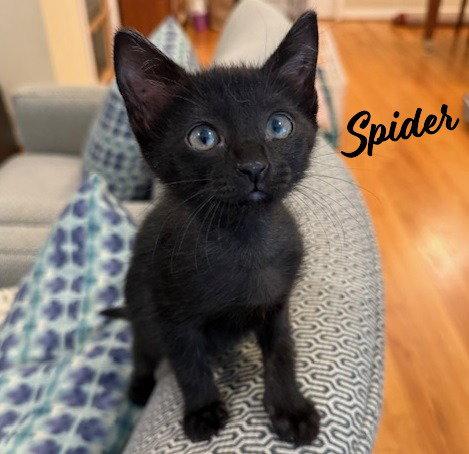 Enlarge Spider #Halloween-quartet, a Adopted Bombay in Houston, TX image 2/3