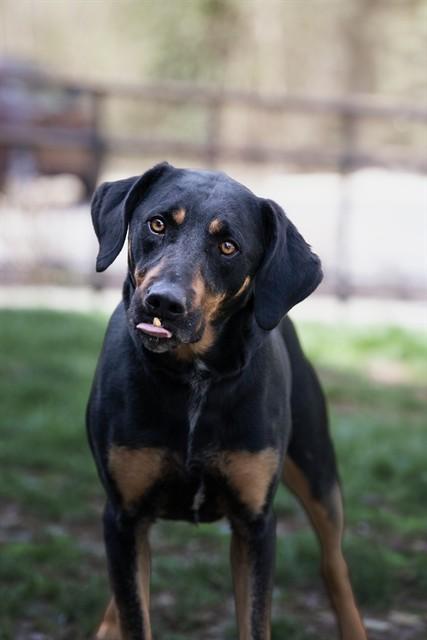 Enlarge ROY, a Adoptable mixed breed in Belleville, IL image 1/1