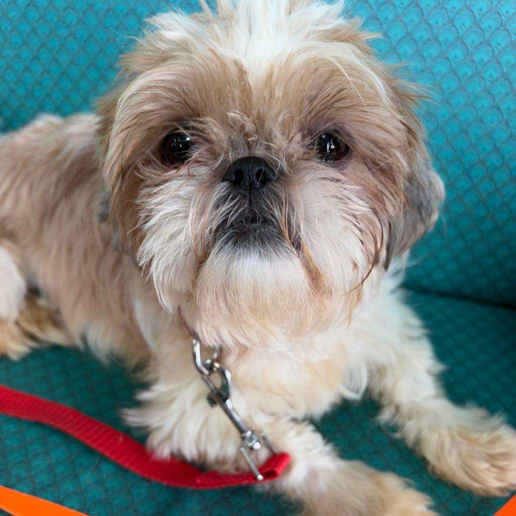 Forlani, Adoptable, Adult Female Shih Tzu.