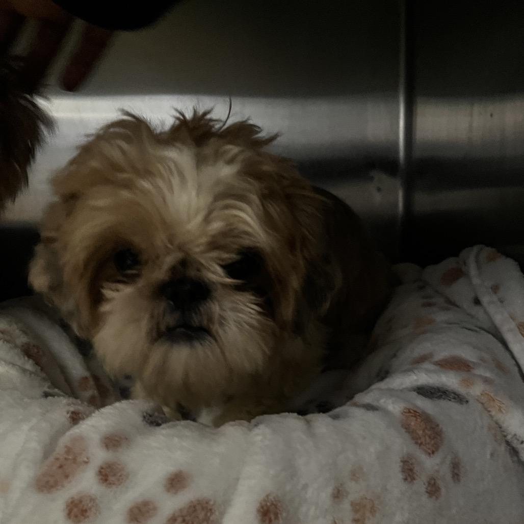 Enlarge Forlani, a Adoptable Shih Tzu in Shawnee, KS image 2/2